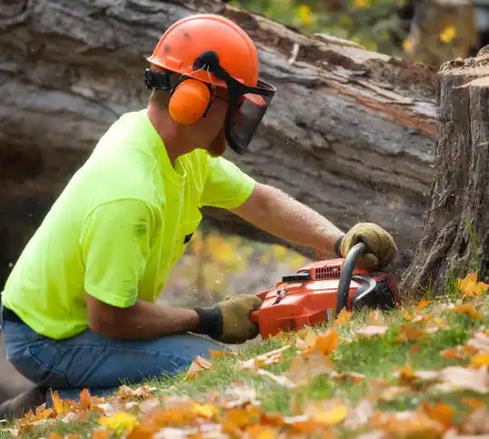 tree services Willow River